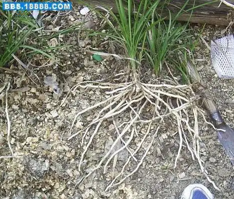 请欣赏～刨花种出来的兰花根!