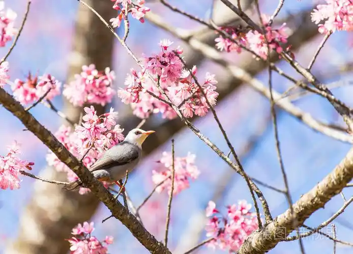 在樱花树枝上的白头鹎鸟