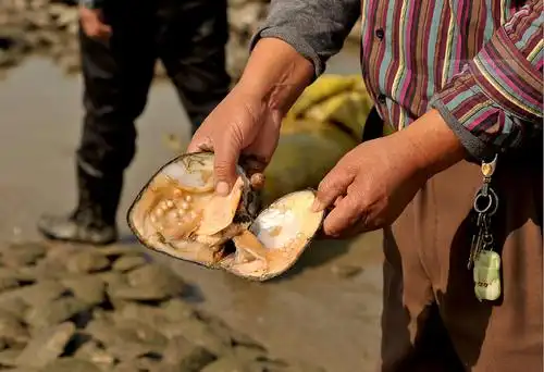 淡水珍珠的养殖现状,培育和处理过程!