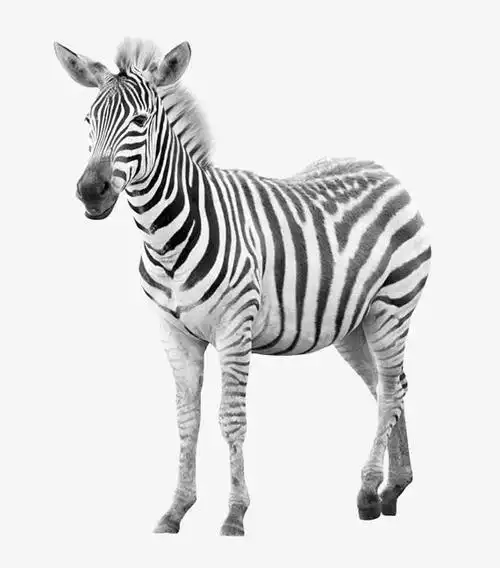 可爱斑马图片素材