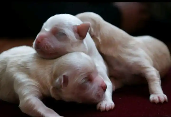 (刚出生的小狗是什么样子的说明文)