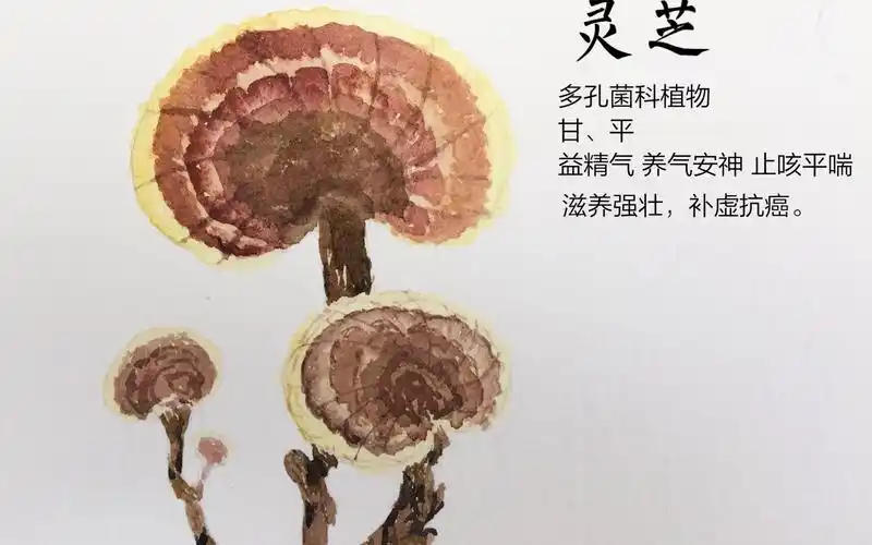 水彩绘中草药系列灵芝