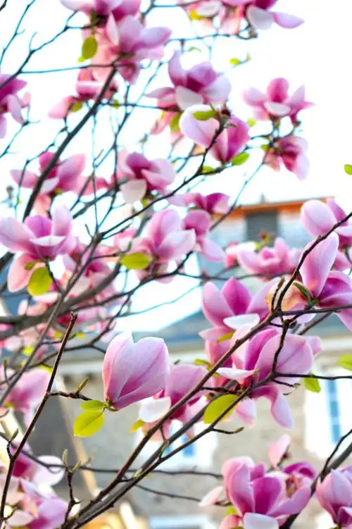 白玉兰,广玉兰,玉兰花