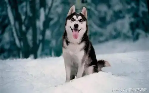 狗狗品种介绍及图片