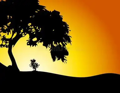 大树护小树日落照片