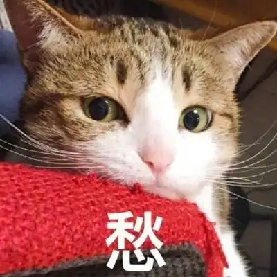 猫咪带字头像
