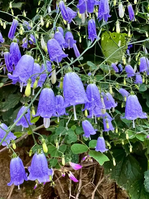 多岐沙参|谁能想到这是花的名字
