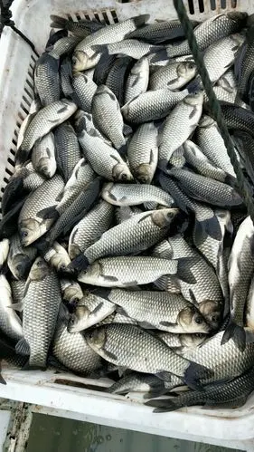 大量出售麻鲫3到6两