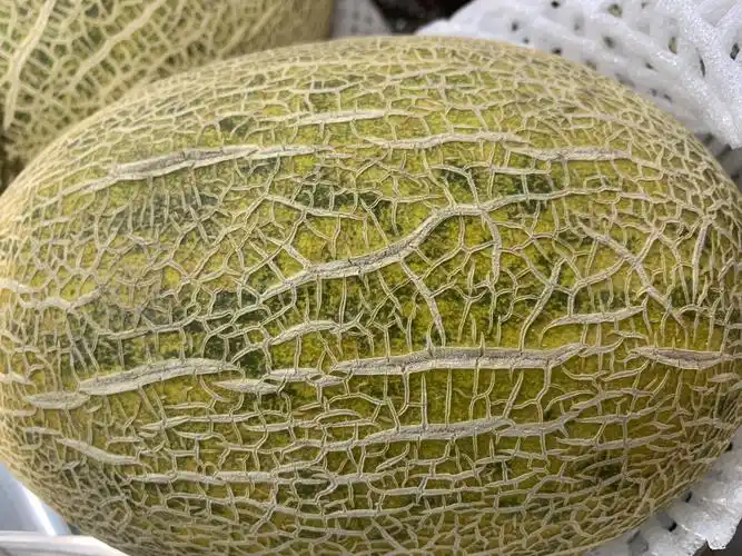 哈密瓜表面淡淡的黄和绿,里面是黄色的肉,椭圆形的,像缺水的土地裂开