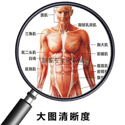 医院全身人体肌肉骨骼器官内脏解剖大挂图男性肌肉分布