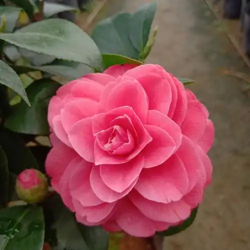 十八学士茶花盆栽树苗白底多色名贵品种山茶花时令草本花卉