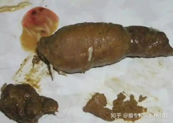 猫寄生虫系列绦虫感染20