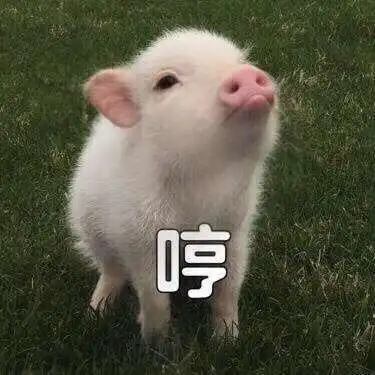 哼,小猪.