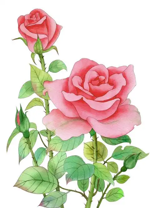手绘水彩植物花卉玫瑰花素材插画