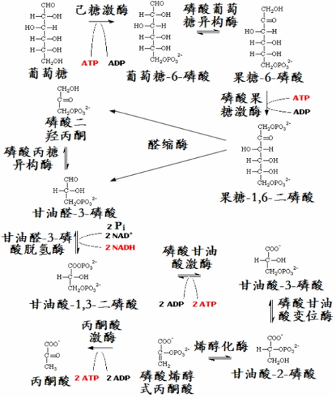 葡萄糖的运输方式(葡萄糖的运输方式是协助扩散吗)