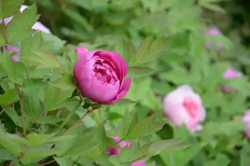 多次实拍各种花卉,复习二重曝光法.