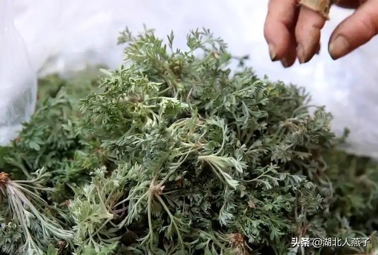 农村100种野菜图片教你认识不同的野菜和吃法