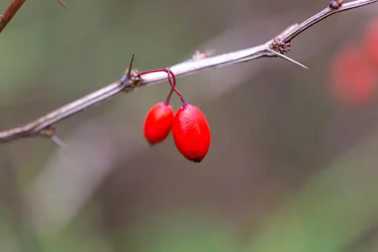 紫叶小檗的果实