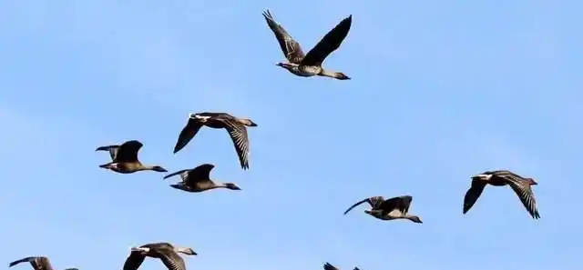 这样的雁阵南阳很久没看到了|大雁|迁徙|候鸟_网易订阅