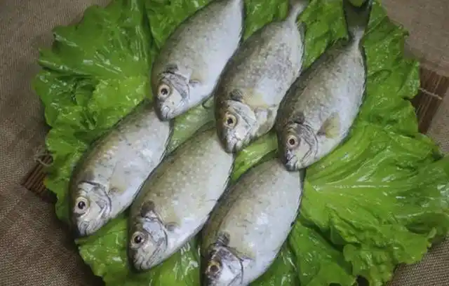 原创遇到这种鱼我从不手软,一买好几斤,肉厚刺少营养高,孩子喜欢