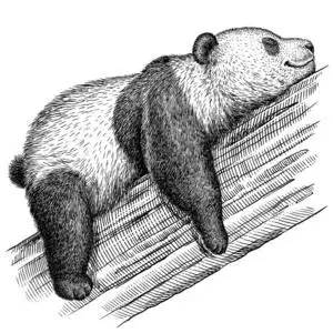 黑白版画孤立熊猫插图照片