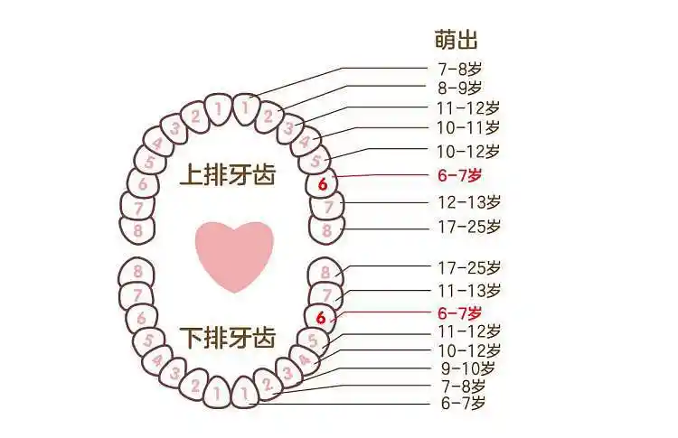 孩子先换哪颗牙?