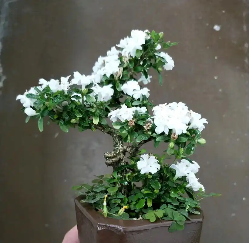 六月雪盆栽的叶子发黄干边而且开花还小是什么原因