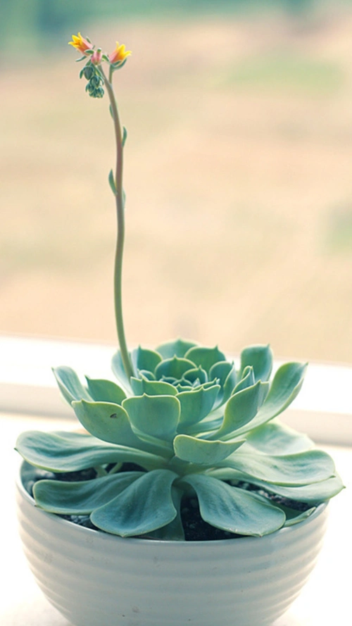 文艺简约多肉植物h5背景