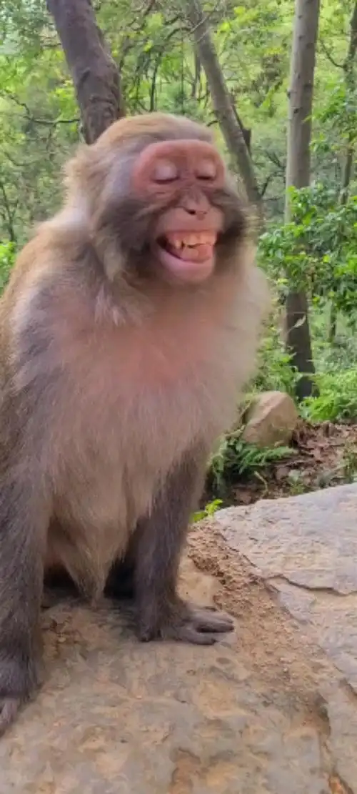 神宠来袭#猴子笑了,笑的好开心啊,给点好吃的奖励一下