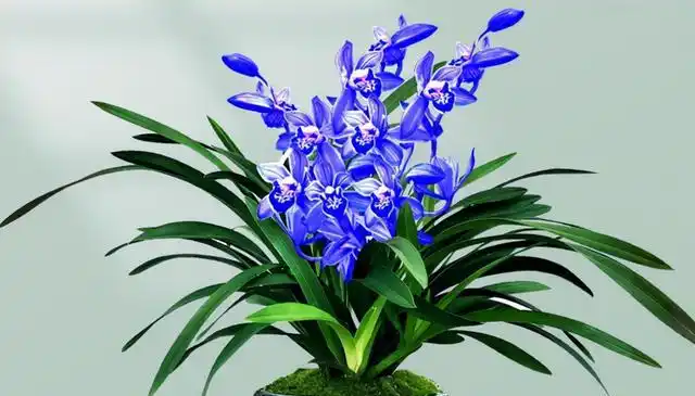 种植这种蓝色花朵的兰花,压根不用管,越热越娇媚,四季开不停