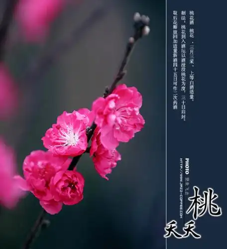 如兰分享自知不二美艳桃花