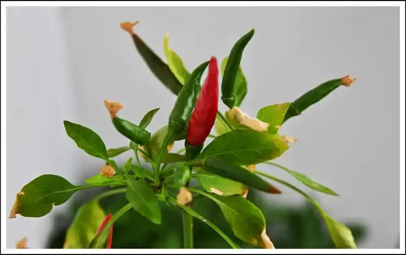 首发自家盆栽的朝天椒