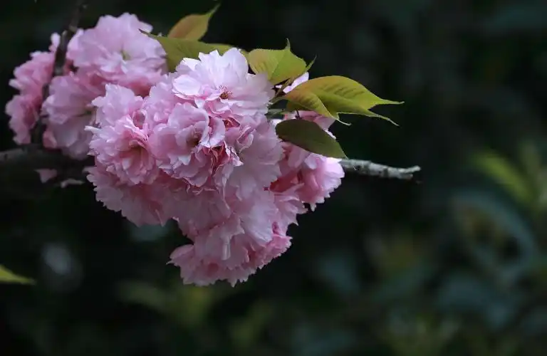 樱花开了,她是春季最美的花朵,我喜欢她,她的娇艳,粉嫩的颜色让人看了