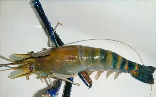 被遗弃的大头虾