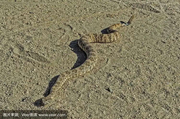 斑点响尾蛇;约书亚树国家公园,加利福尼亚,莫哈韦沙漠