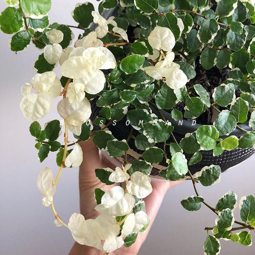 暖暖半岛  薜荔 植组盆素材绿叶花叶藤本攀爬性强耐荫观叶植物