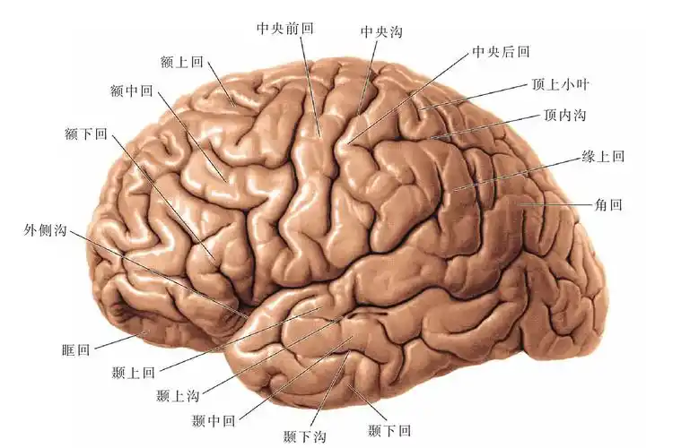(图) 大脑半球外侧面-人体解剖组织学-医学