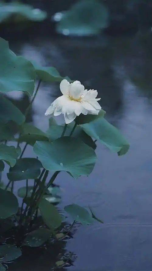 禅境人间三千事淡然一笑间