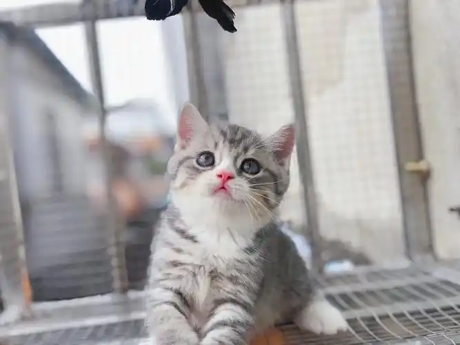 英短蓝虎斑加班弟弟 三花妹妹找新家～价不高 1388 3月大