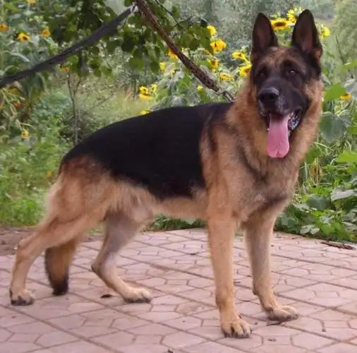 狼狗是什么品种?