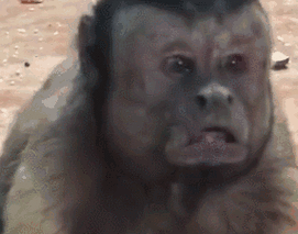 哈哈哈 这个猴子火了!长了张人脸,自带表情包