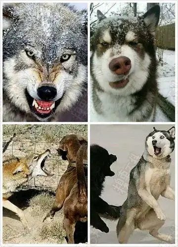 看到二哈和狼这样的区别,我顿时觉得神清气爽多了.