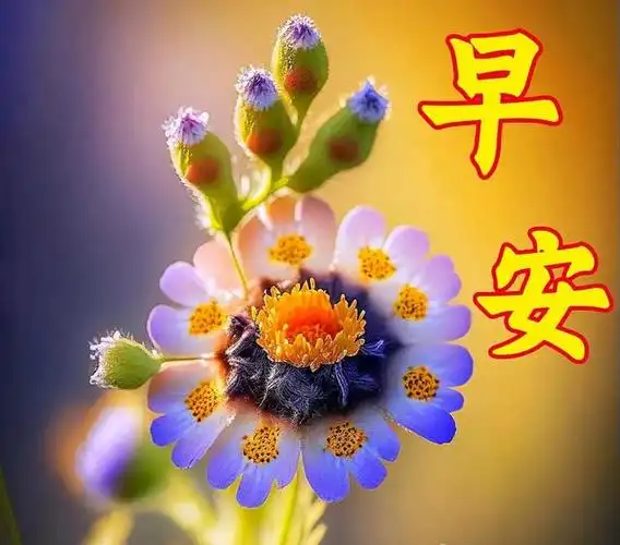 10早安片大全,早上好暖心祝福语,周五快乐