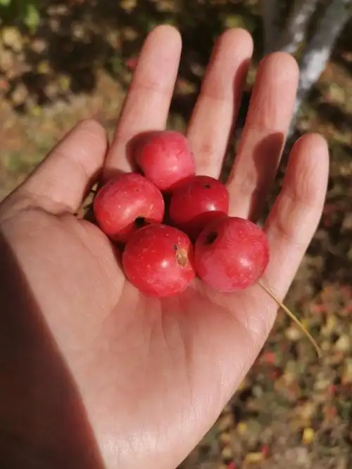 闲云野鹤的美篇