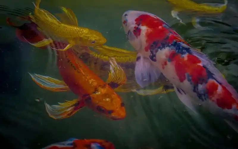 壁纸 锦鲤,鱼,颜色,水