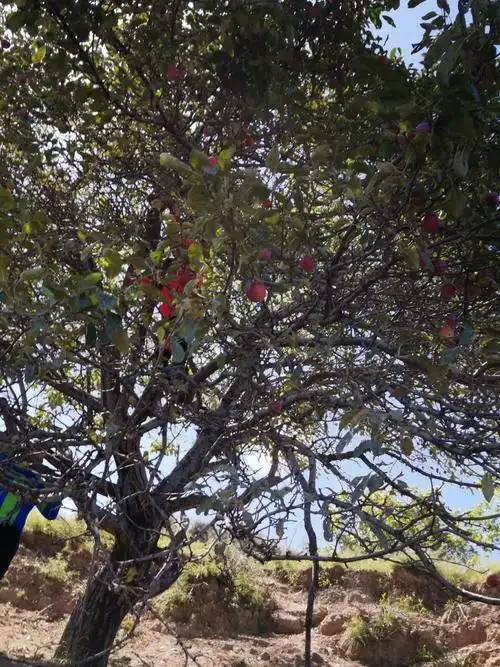 骑寻消失的村庄…董家庄.尚家庄