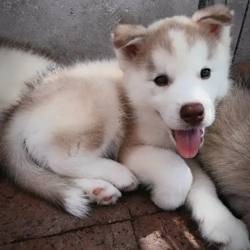 家养纯血统稀有梦幻色哈士奇