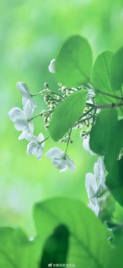 背景 壁纸 花 绿色 绿叶 树叶 植物 桌面 690_1495 竖版 竖屏 手机