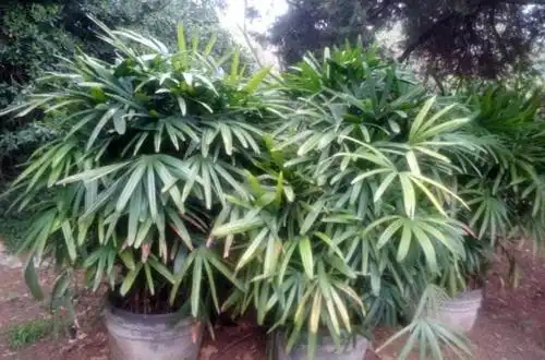 棕竹叶子干枯是怎么回事 棕竹叶子干枯怎么办(图) - 花百科