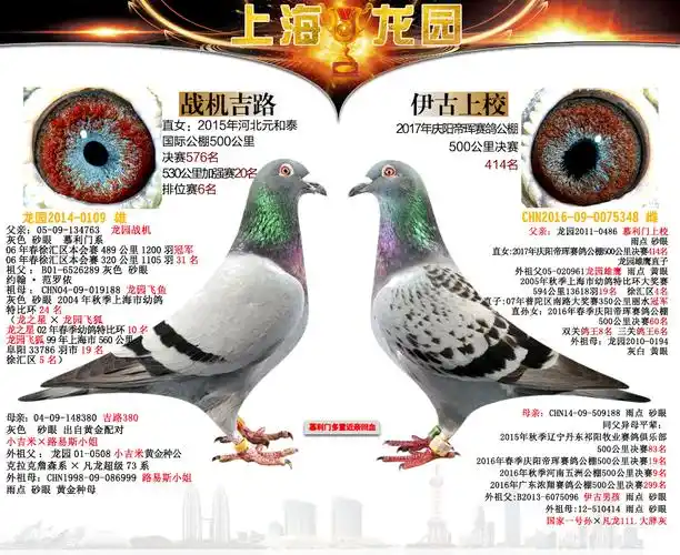 慕利门经典配对